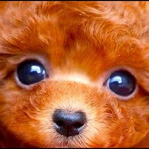 Meet your Posher, Irina